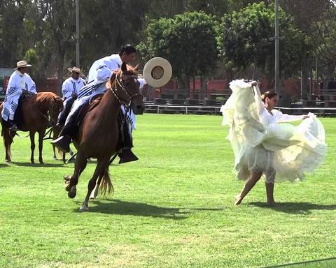 Foto 4 de Espectáculo del Caballo de Paso Peruano